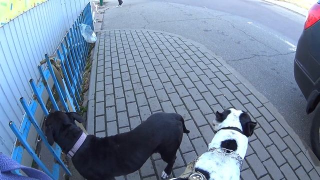 Питбуль и Стафф в ожидании / Жизнь в Киеве смотреть онлайн