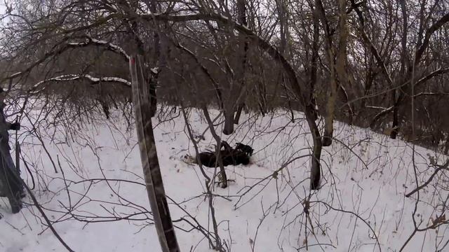 Атака кабана. Опасная ситуация на охоте смотреть онлайн
