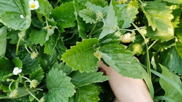 Три урожайных сорта садовой земляники. Ароматные ягоды как из леса! смотреть онлайн