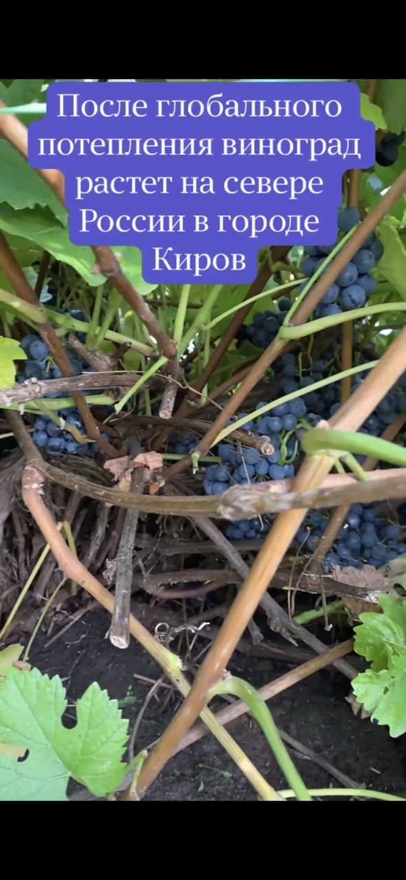 Виноград теперь растёт на севере России в городе Киров (Кировская область ) смотреть онлайн