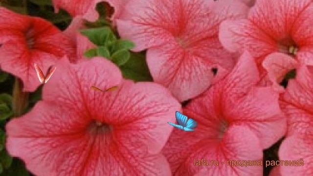 Петуния грандифлора Лимбо Джи Пи Роуз Вейнед ? обзор: как сажать, семена петунии смотреть онлайн