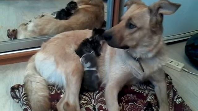 Собака и котята смотреть онлайн