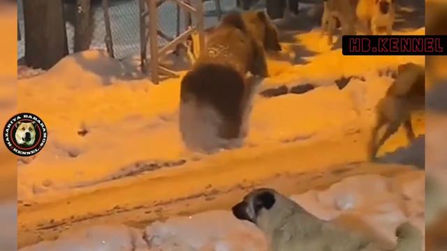 Kangal vs Bear Attack | Kangal Dog fight against Bear смотреть онлайн