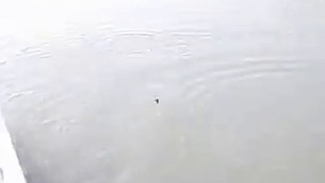 Ловля сазана на донку в дельте р.Или смотреть онлайн