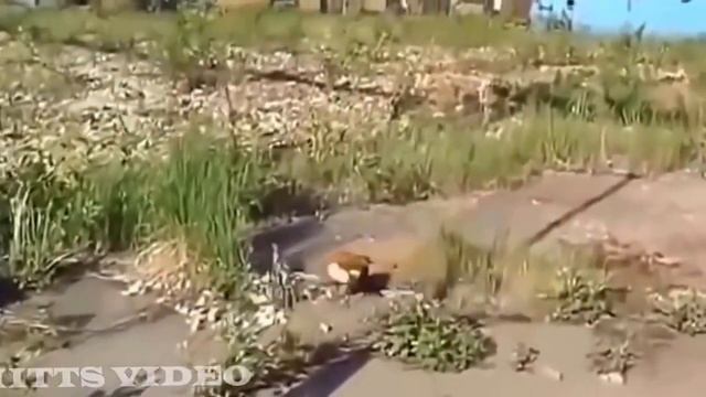 Подборка смешных приколов июнь 2015 Ржачные, угарные видео приколы смотреть всем смотреть онлайн