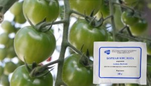 Бор для повышения урожая. Когда и чем обработать растения бором
