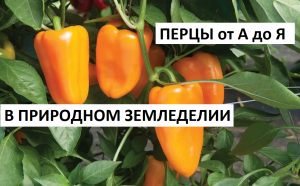 Перец от А до Я в природном земледелии.
