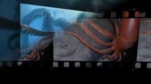 НЕВЕРОЯТНО Колоссальный кальмар