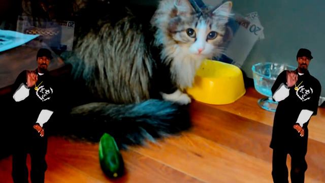 Кошка Rayc против огурца - Скажем "Нет" стереотипам - Лучшая кошка в мире смотреть онлайн