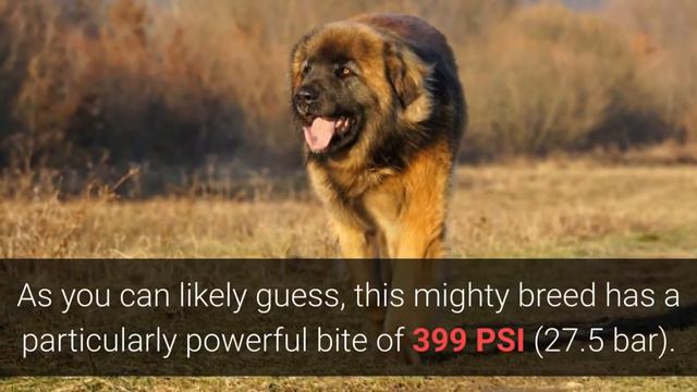 TOP 20 Dog Breeds 🐕 With The Strongest Bite! смотреть онлайн