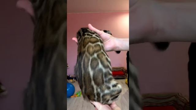 Купить бенгальского котёнка. Окрас розетка на золоте. Питомник бенгальских кошек смотреть онлайн