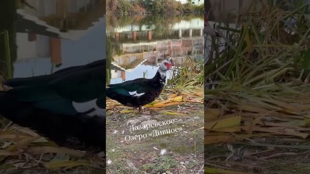 Лазаревское , озеро «Дивное» , там где «Рыбацкий» смотреть онлайн