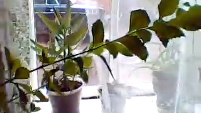 Съемка с помощью Sony SRF 5015