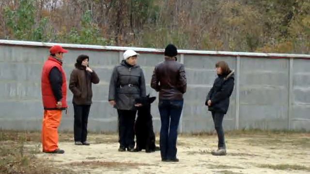 "Собака в городе-2" Испытания 19.10.2011г. смотреть онлайн