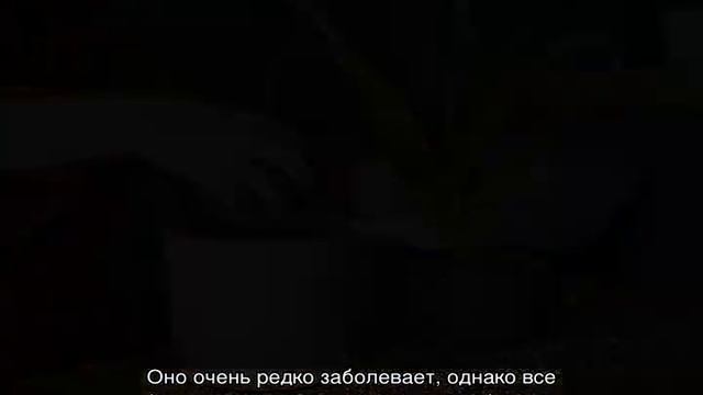 Почему у алоэ желтеют листья и сохнут кончики листьев смотреть онлайн