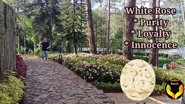 golden hands / Valentines flower meaning #velentinesday смотреть онлайн