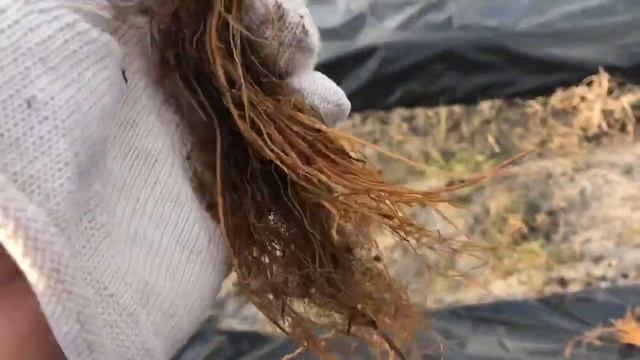 Сажаем землянику Альбион и Сан Андреас нейтрального светового дня ? смотреть онлайн