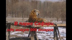 Протезирование зубов в Китае.mp4