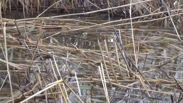 АКТИВНЫЙ КЛЁВ КАРАСЯ смотреть онлайн