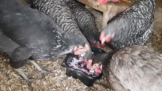 Зимняя кормежка куриц доминантов смотреть онлайн