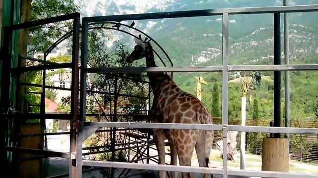 Жираф в Крымском зоопарке в Ялте ЮБК / Giraffe in the Crimean zoo in Yalta, South coast of смотреть онлайн