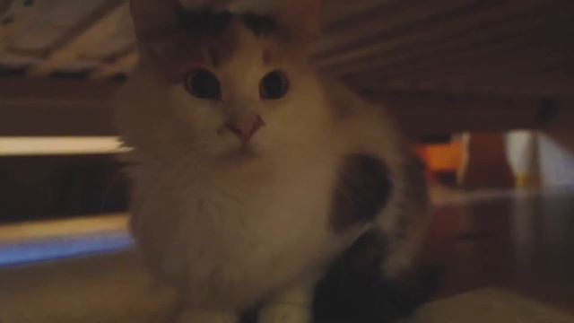 НАШИ ПИТОМЦЫ!Кто у нас живет? смотреть онлайн