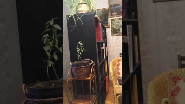 Черника садовая зацвела в январе! смотреть онлайн