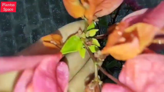 472:- Multi Color Bougainvillea Flower / कई रंग के बोगनवेलिया का फूल / Bougainvillea Plant Care смотреть онлайн