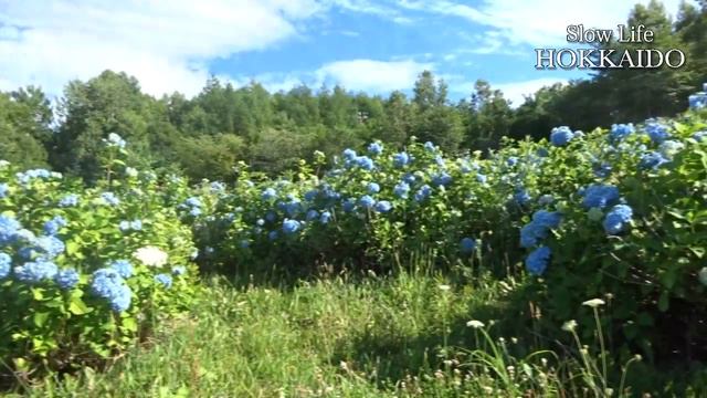 Slow Life Hokkaido - Irodori-no-Oka Hydrangeas смотреть онлайн