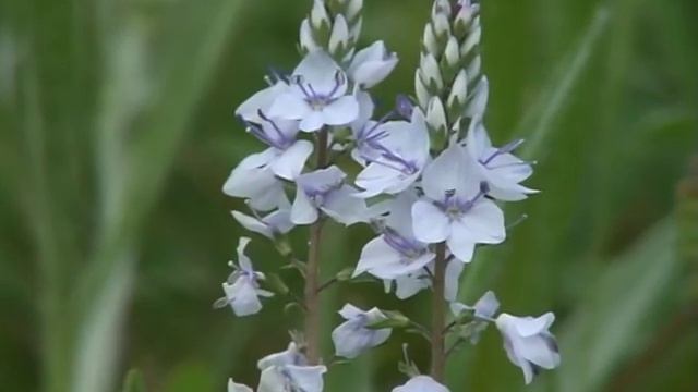 ЮЖНЫЙ БУГ 2008 часть 1/2 смотреть онлайн