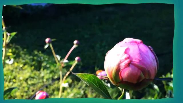 Покупайте Землю, ее больше не производят! смотреть онлайн