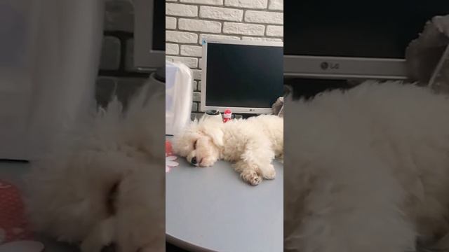 #Животные Собачка Шелли спит! смотреть онлайн