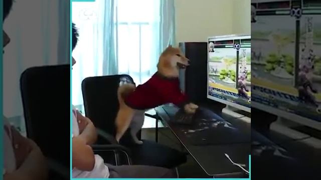 Пёс-геймер смотреть онлайн