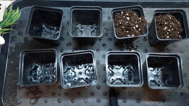 СРОЧНО СЕЕМ ДЫНИ!!! смотреть онлайн