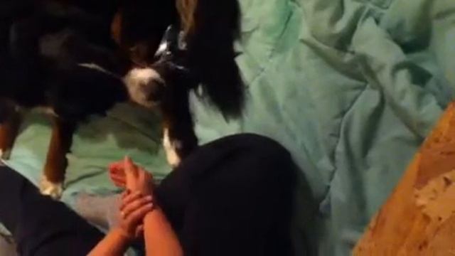 Naissance de chiot смотреть онлайн