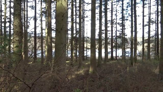 VLOG #4 | Walking around Llwyn - Onn reservoir | Sony WX350 смотреть онлайн
