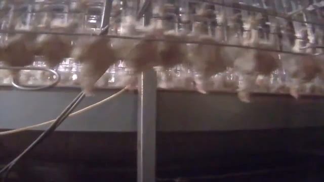 Самая вкусная и полезная колбаса