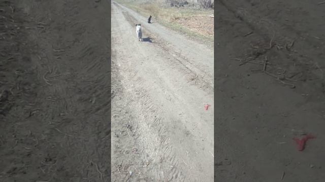 а вы знали что у собак есть азбука морзе 😂 с другими собаками 😂 смотреть онлайн
