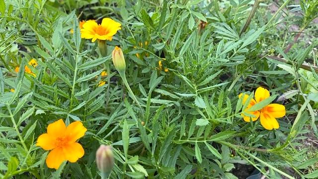 Делайте в Августе стрижку в эти Дни, чтобы привлечь изобилие и достаток. смотреть онлайн