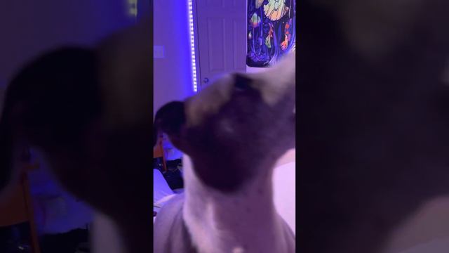Mini greyhound eating some cheez its смотреть онлайн