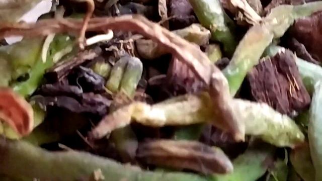 Трипсы.Клещ.Купила специально орхидею с вредителями.Буду бороться с вредителями.