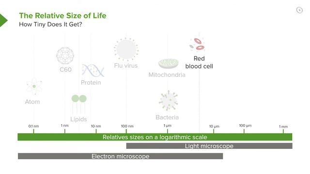 Size of Biological Elements – Cell Biology | Lecturio смотреть онлайн
