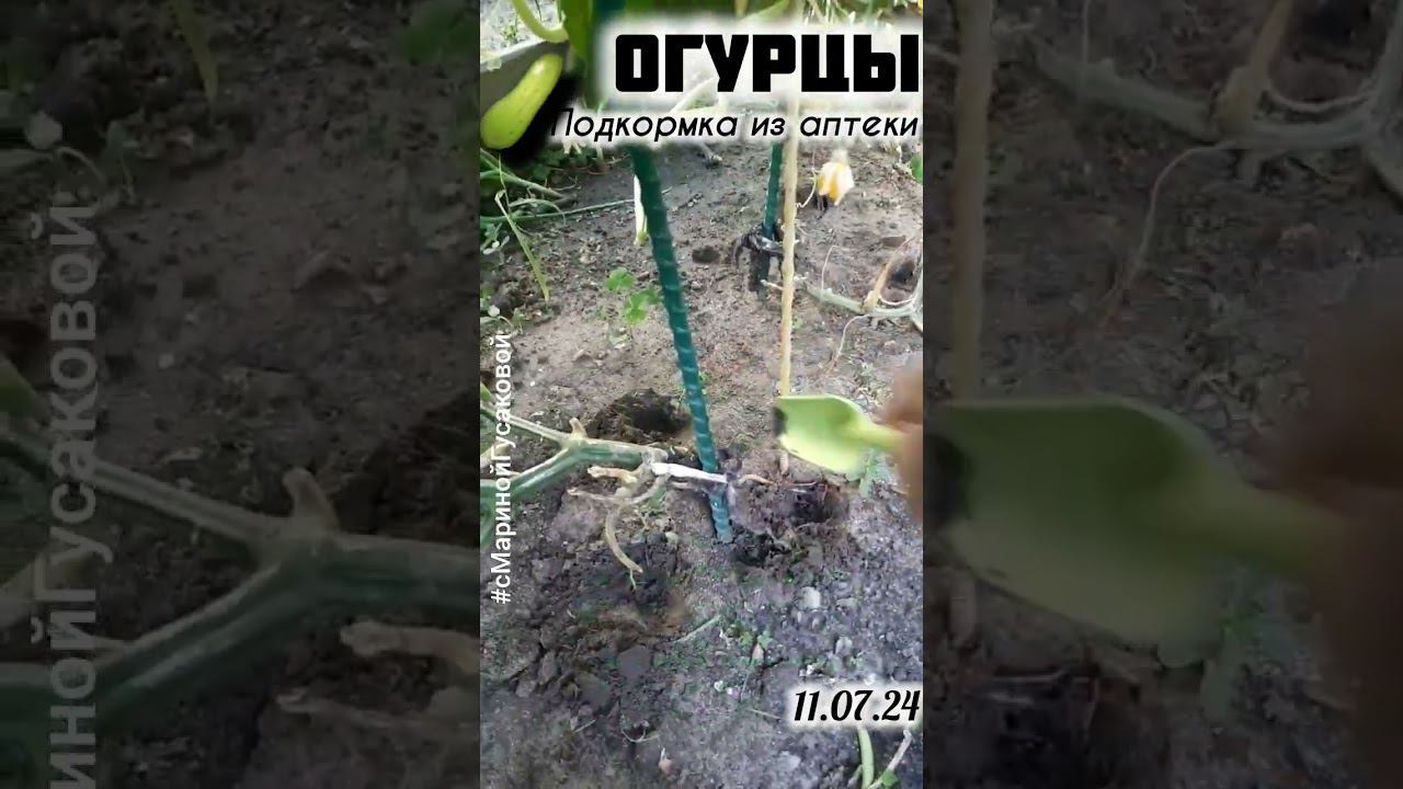 Закопала 3 таблетки под огурцы. Огурцы мощные урожай хороший и не болеют | с Мариной Гусаковой смотреть онлайн