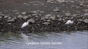 Разные околоводные птицы / Some birds near the lake.