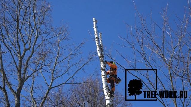 Спил дерева по частям Удаление деревьев Спилить дерево Вырубка деревьев www.Tree-Work.ru смотреть онлайн