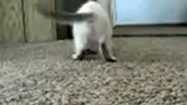 SILLY KITTY FIGHTS DOBERMAN WITH TWO FURRY PAWS смотреть онлайн