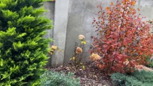 Пузыреплодник Ред Леди в ноябре