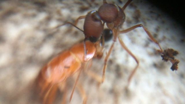 Harpegnathos saltator спустя месяц после заселения. Первые личинки и кокон. смотреть онлайн