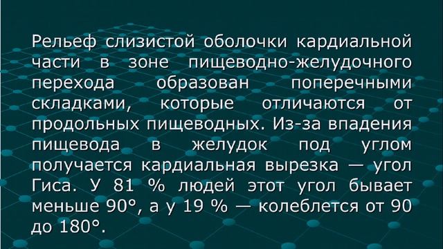 Рентген и анатомия желудка лекция смотреть онлайн