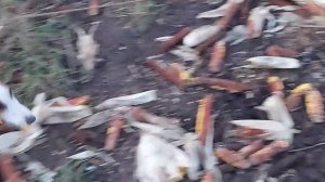 устройство живоловушки на кабана